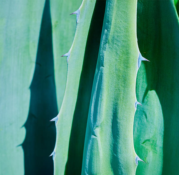 Agave de color verde, género de plantas monocotiledóneas.