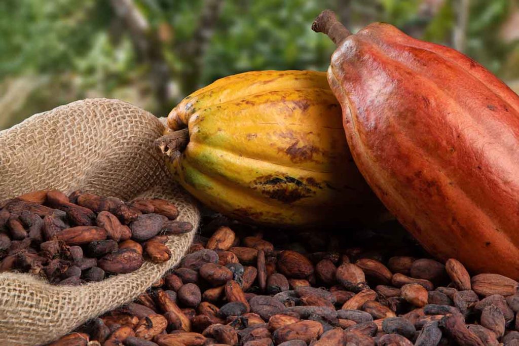 Granos de árbol de cacao y cacao, originario de las selvas tropicales de América Central y del Sur.